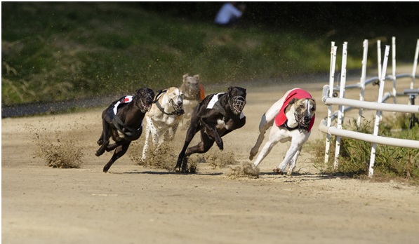 Greyhound racing: Big winners at Towcester since its reopening